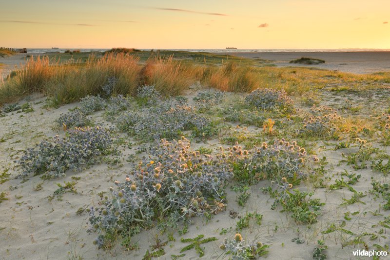 Natuurreservaat De Baai van Heist