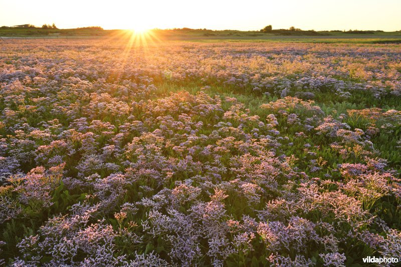 Natuurreservaat IJzermonding