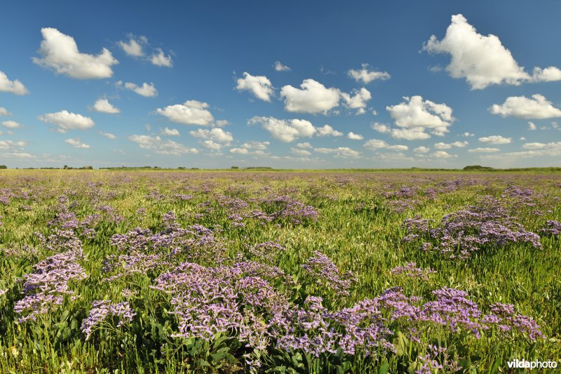 Lamsoor in het Zwin