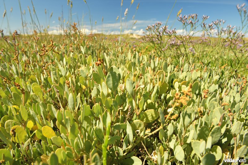 Gewone zoutmelde in het Zwin