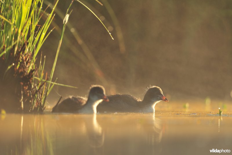 Jonge Meerkoeten in de ochtendnevel