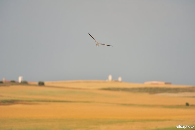 Jagende Grauwe kiekendief boven velden