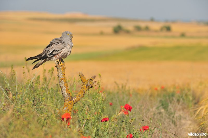 Grauwe kiekendief in agrarisch landschap