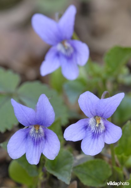 Bloem van bleeksporig bosviooltje