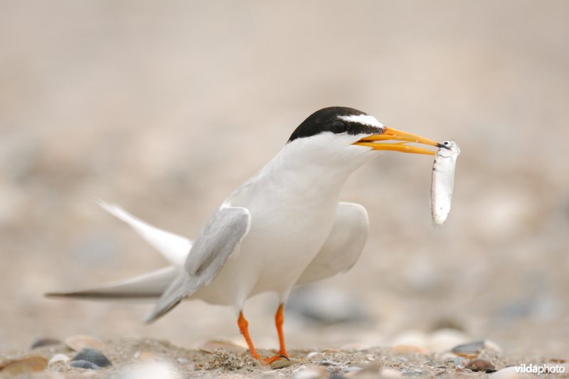 Dwergstern met visje