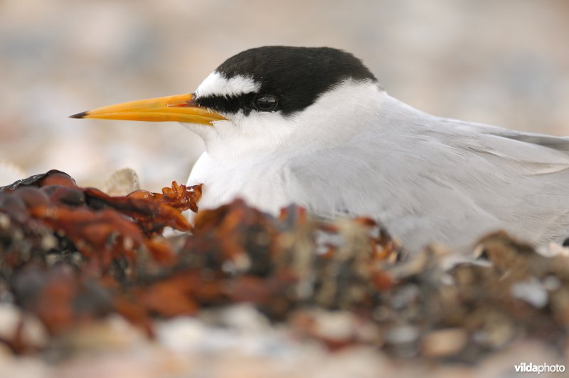Dwergstern op nest