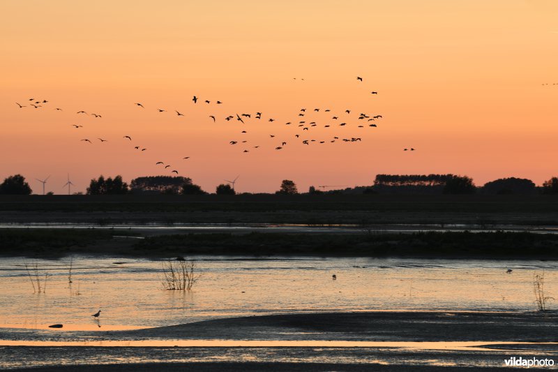 Ganzen vliegen over het Zwin