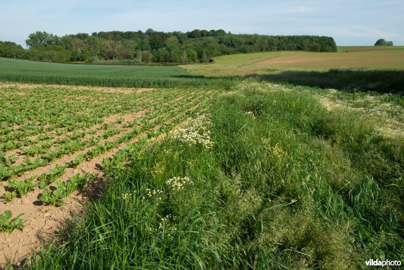 Akkerlandschap in Haspengouw, België