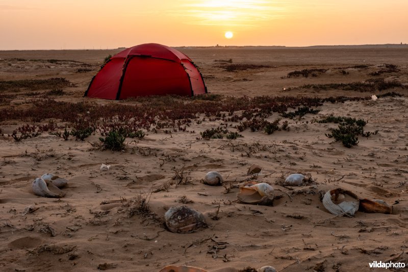Banc d'Arguin, Mauritanië