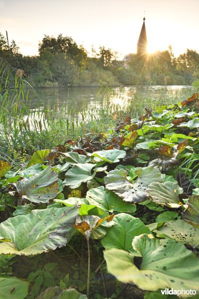 Oude Leie in Machelen