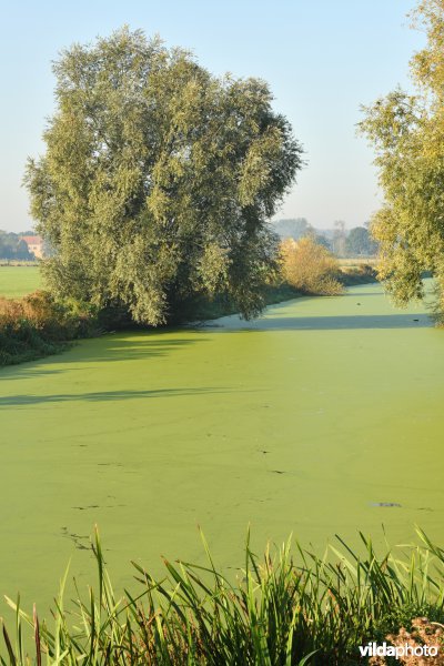 Dwergkroos op de IJzer