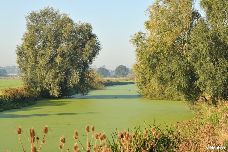 Dwergkroos op de IJzer