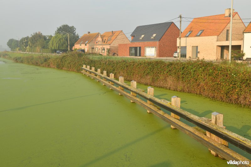 Dwergkroos op de IJzer