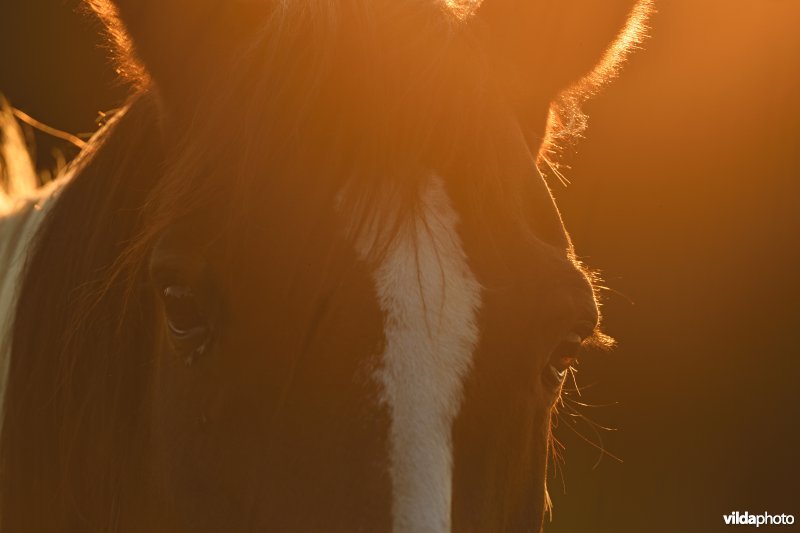 Close-up van een Paard
