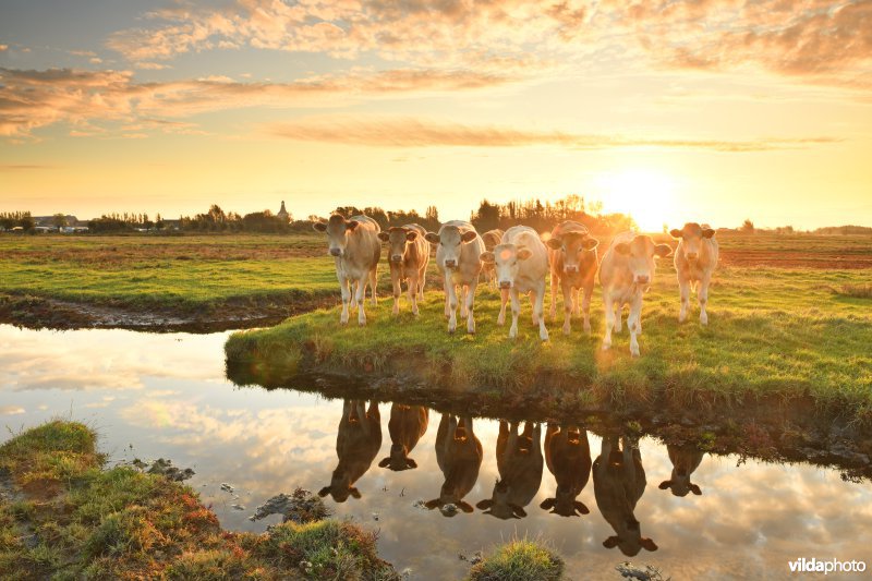 De Kleiputten van Heist