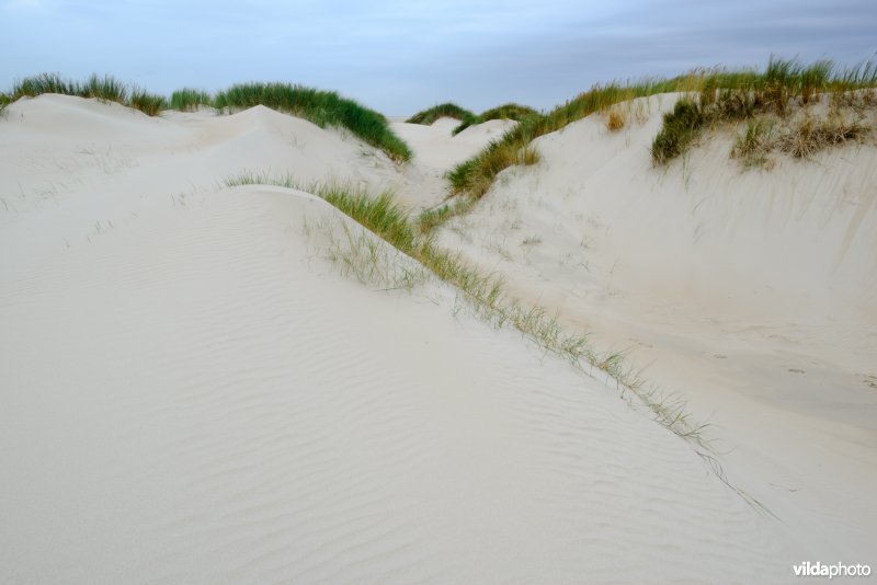 Duinen met biestarwegras