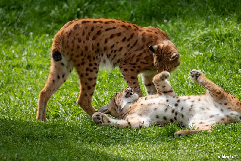 Euraziatische lynx