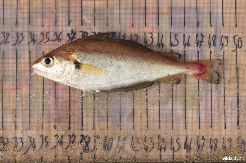 Visonderzoek in de IJzermonding door het INBO