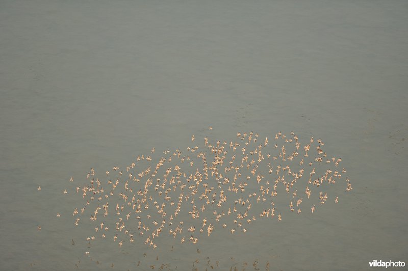 Wolk Drieteenstrandlopers
