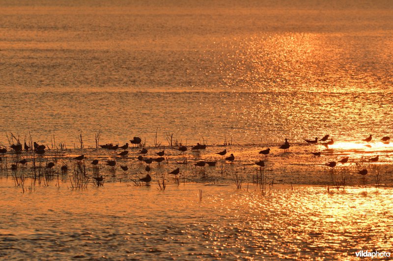 Kokmeeuwen in het Zwin