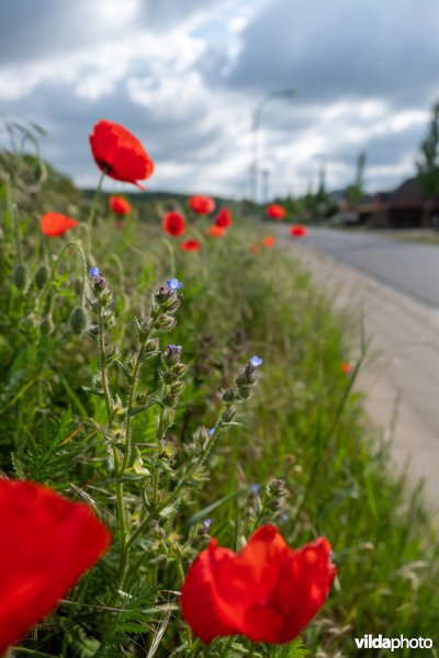 Bloemrijke akkerrand