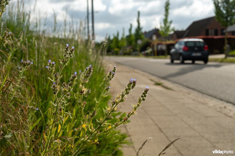 Bloemrijke akkerrand