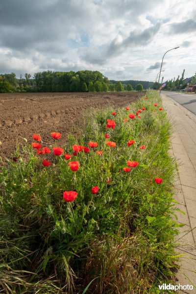 Bloemrijke akkerrand