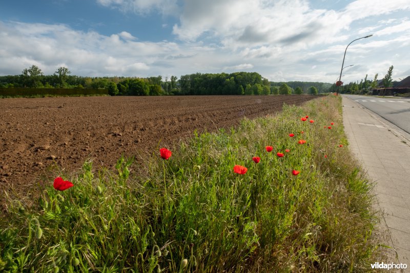 Bloemrijke akkerrand