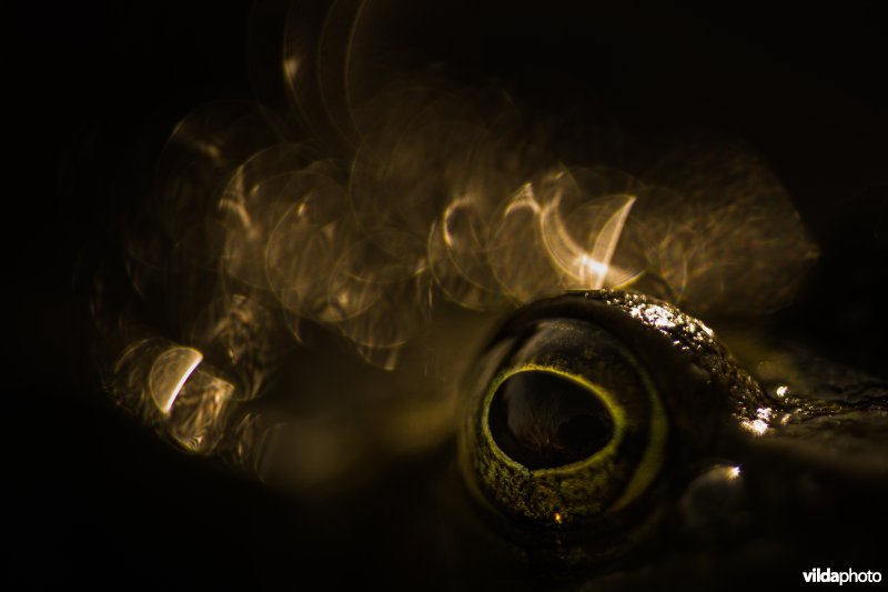 Abstracte opname van het oog van een kikker