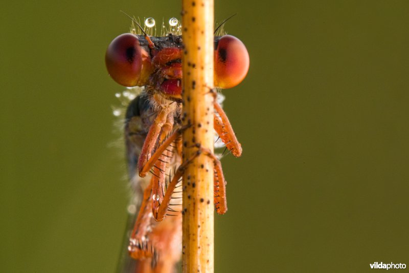 Portret van een koraaljuffer