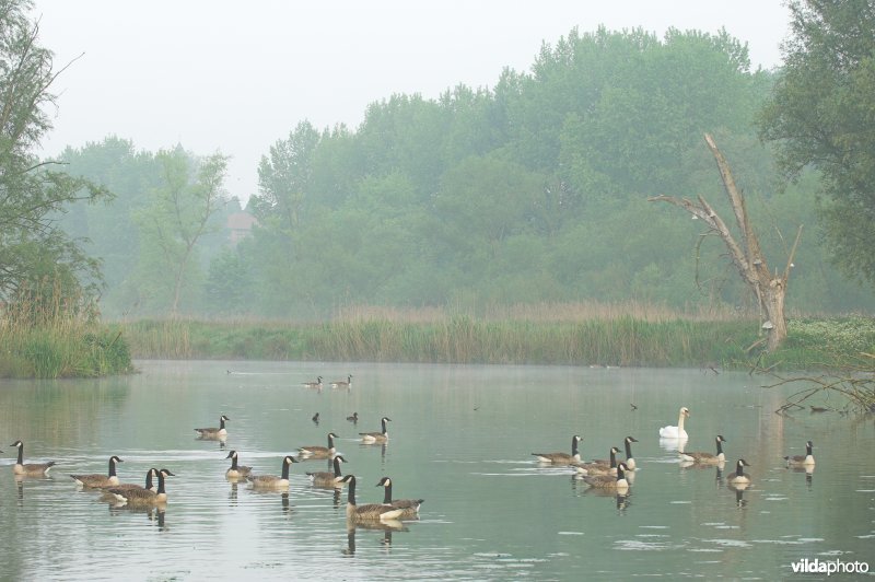 Canadese ganzen in het reservaat het Dal