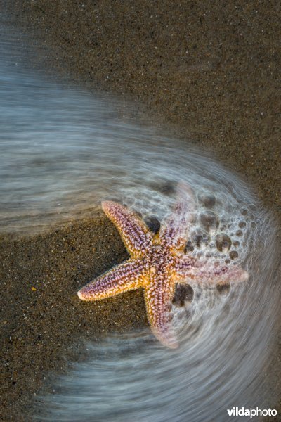 Aangespoelde zeester op het strand