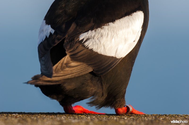 Close-up van de (geringde) poten van een zwarte zeekoet,