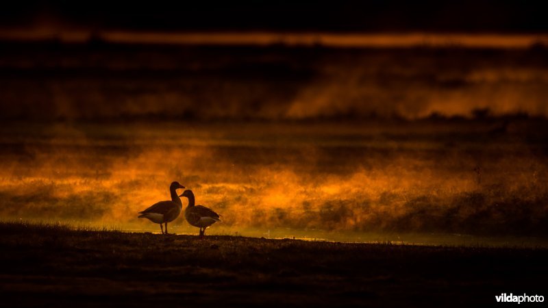 Koppel grauwe ganzen tijdens een vurige zonsopkomst