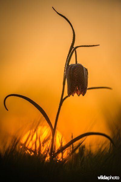 Kievitsbloem voor de zon
