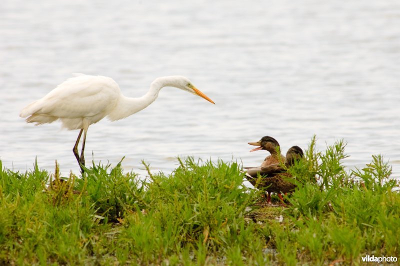 Grote zilverreiger en wilde eenden