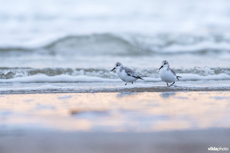 Drieteenstrandloper
