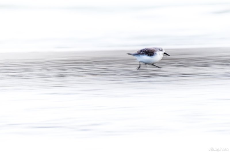 Drieteenstrandloper