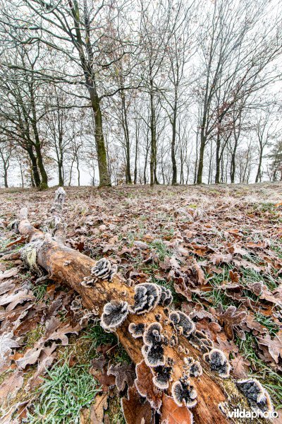 Gewoon elfenbankje met rijp