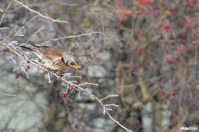 Kramsvogel op meidoorn