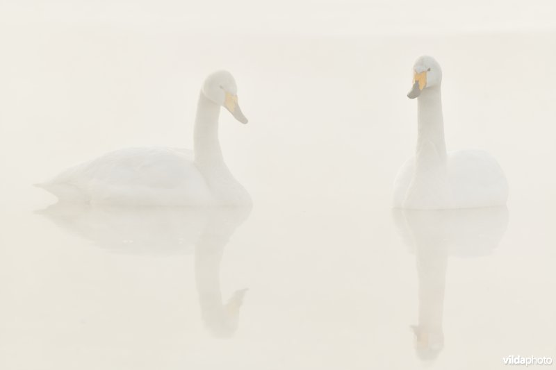 Koppeltje Wilde zwanen