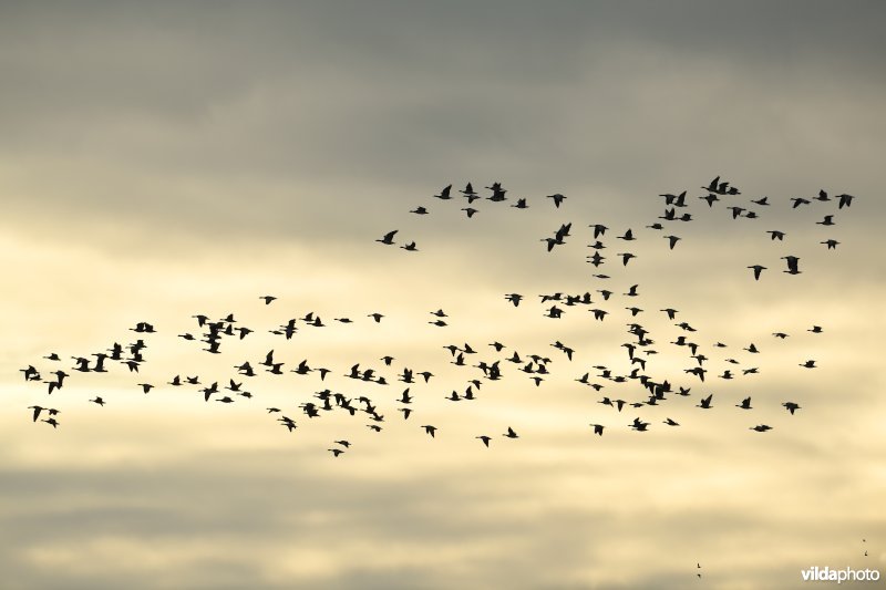 Winterganzen in het Zwin