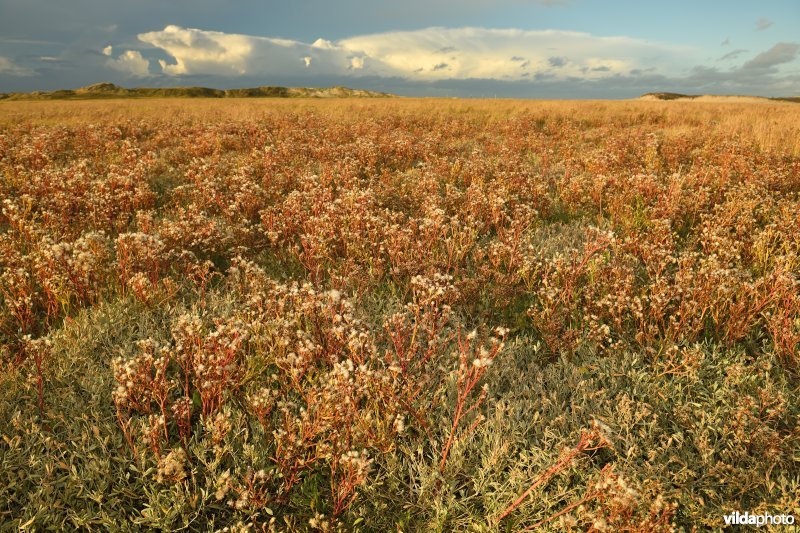 Zeeaster en Zoutmelde in het Zwin