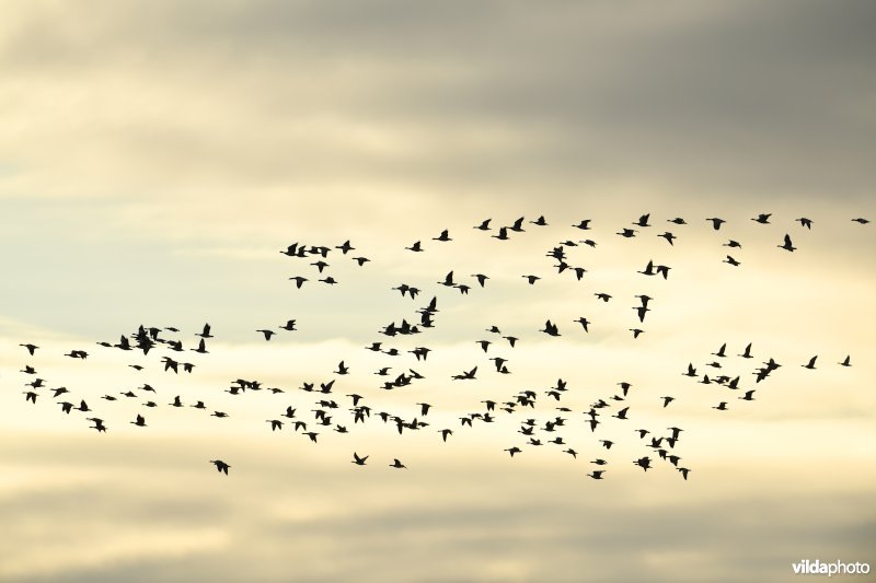 Vriezeganzen in het Zwin