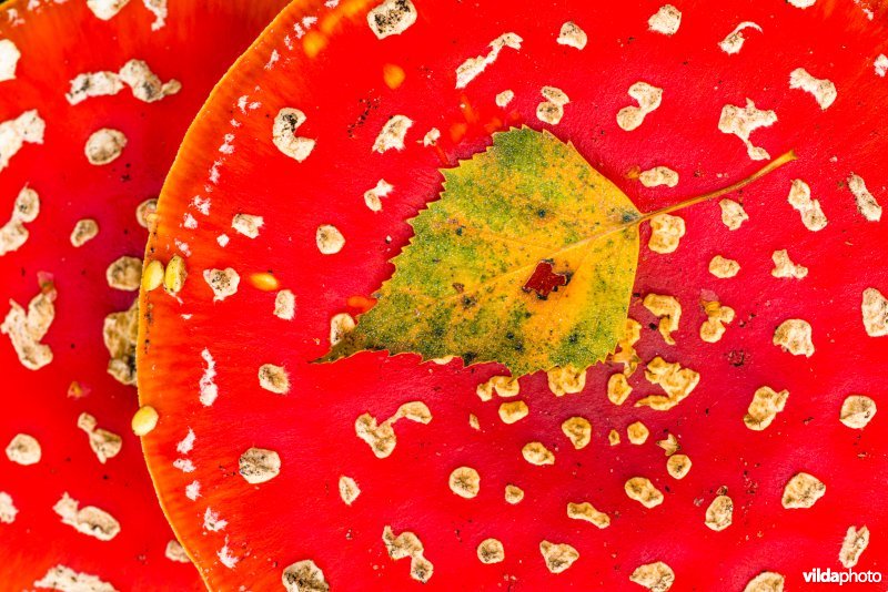 Vliegenzwam met herfstig berkenblad