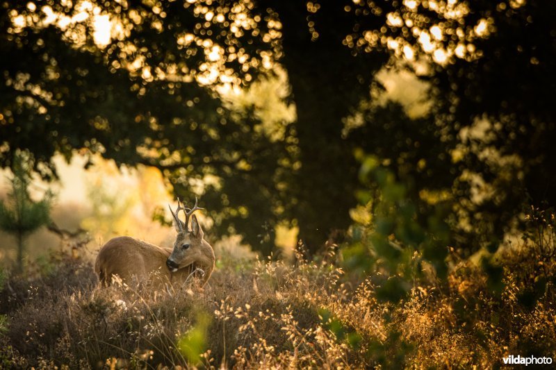 Veluwezoom 23-7-2018