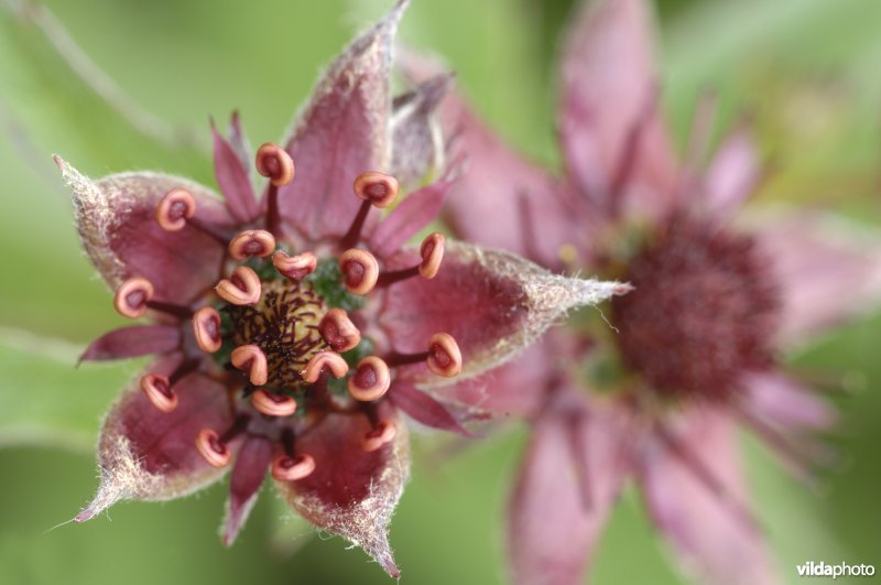 Bloemen van wateraardbei