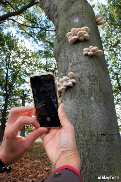 Porseleinzwammen op beuk