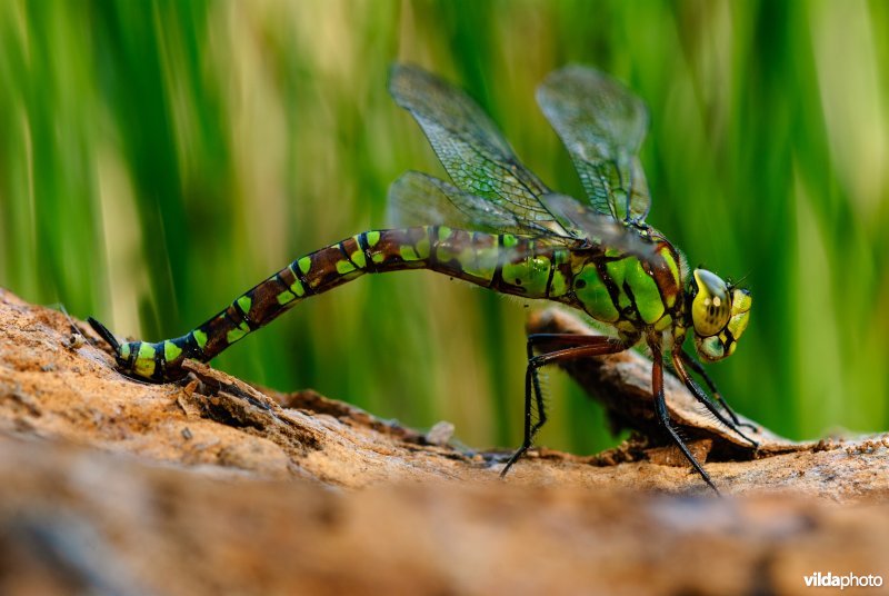 Vrouwtje blauwe glazenmaker zet eitjes af in dood houd langs water. De larven verlaten het hout en leven vervolgens twee of drie jaar onder water.