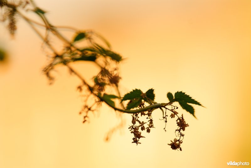 Hop, mannelijke bloemen